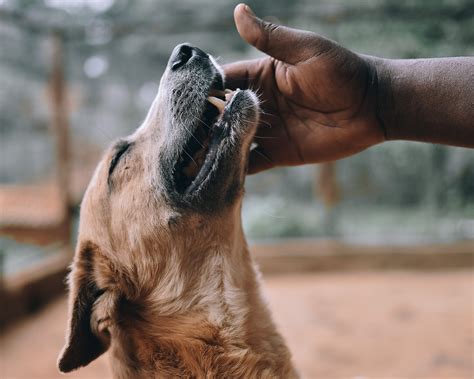 world animal protection scandal